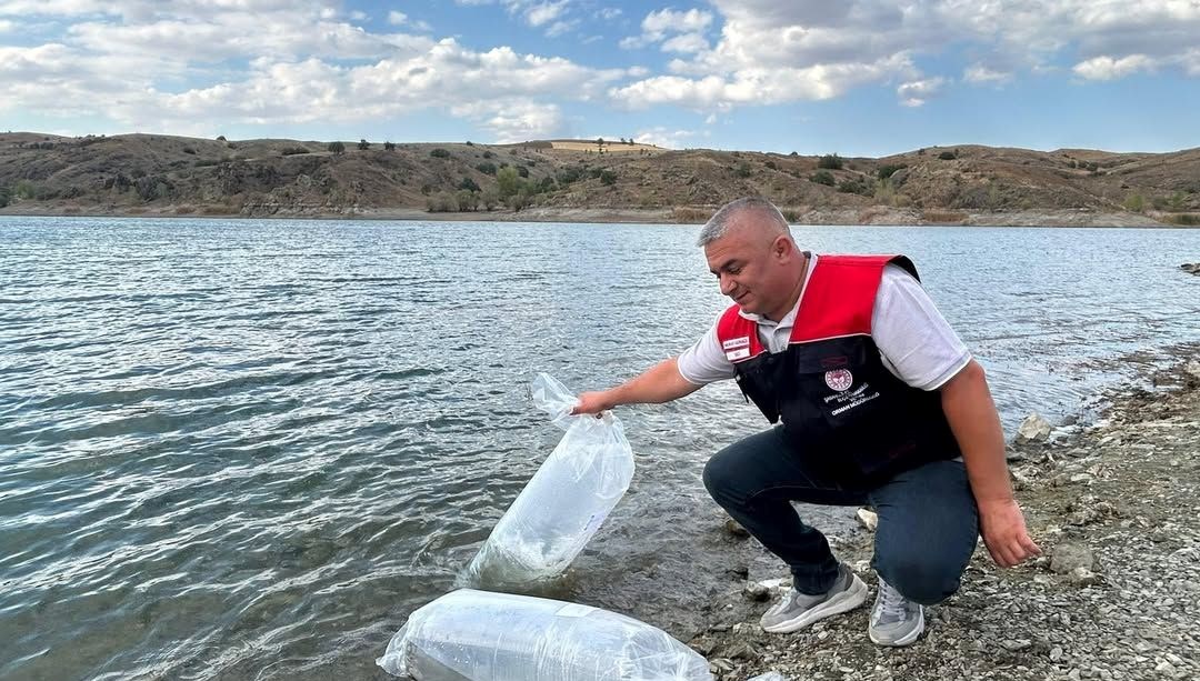 cankirida ic sulara 626 bin sazan yavrusu birakildi gZw2PEzb