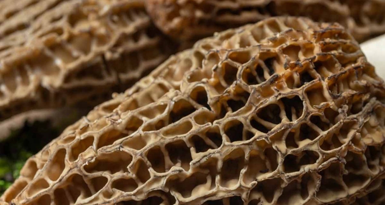 koyde her 25 kisiden 2si als hastasi nedeni ortaya cikti 20 yildir ayni mantari yiyorlarmis 36XAzNwT