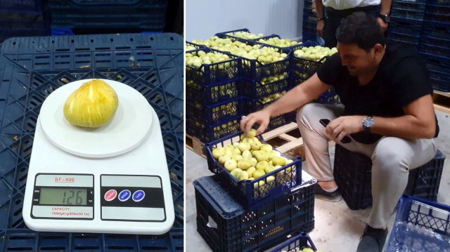 tanesi 20 tlden ihrac ediliyor bkh9KUOA