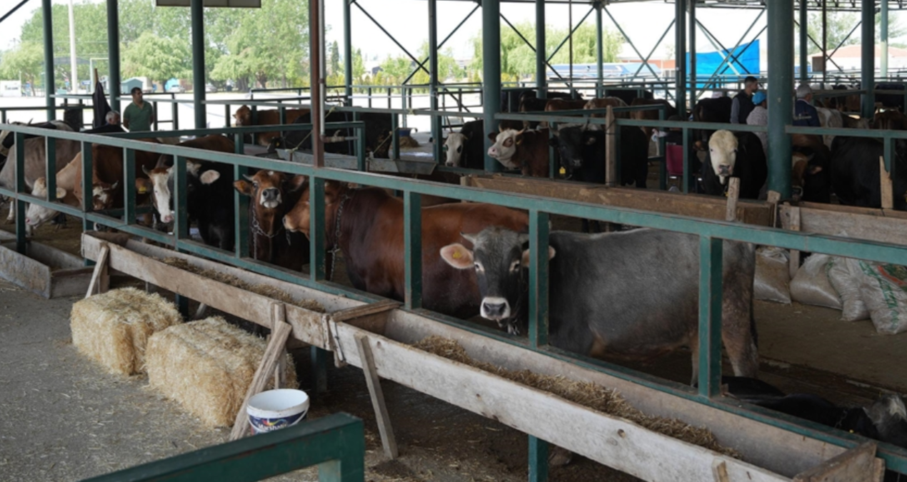 eskisehirde buyuksehir hayvan pazari kapatildi friI5uAC