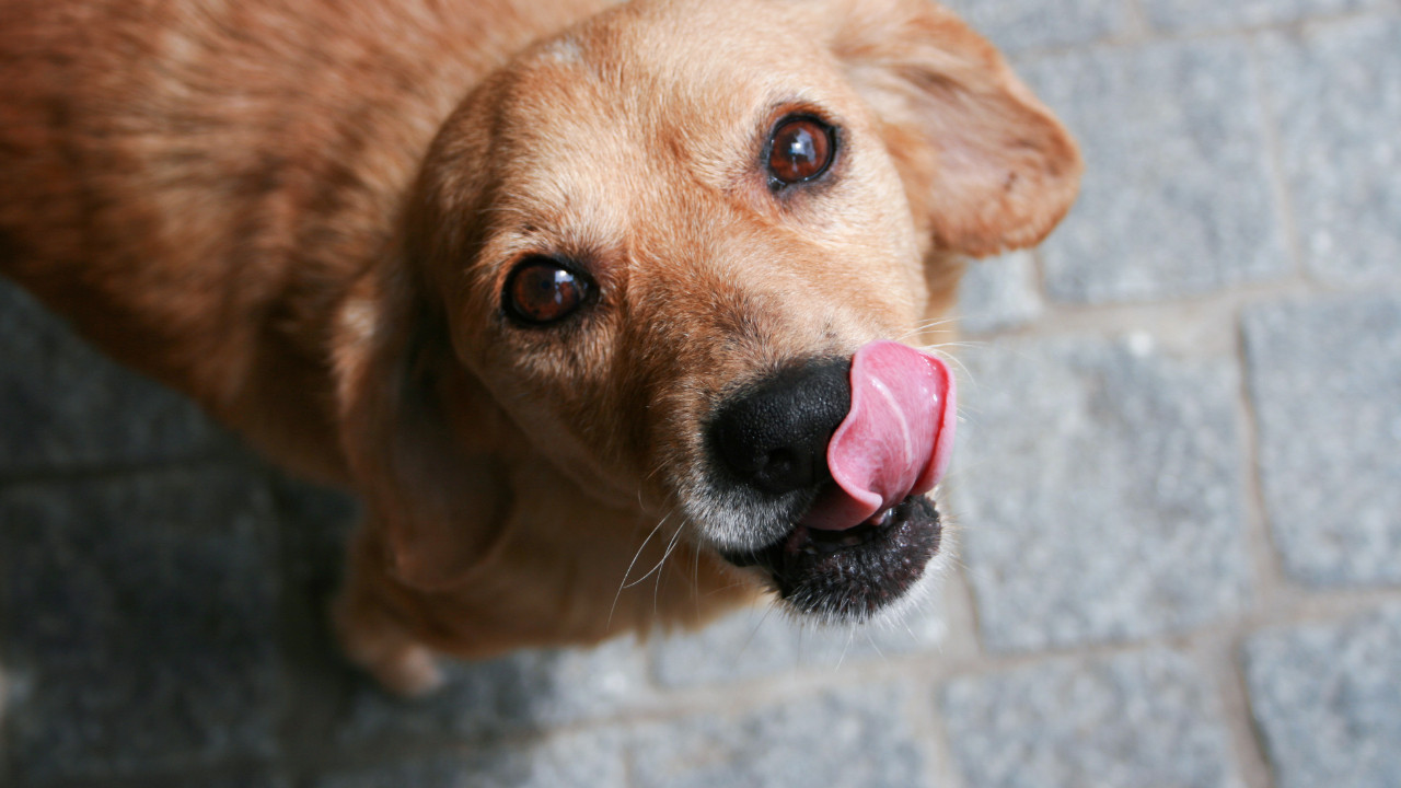 kopekler neden dudaklarini yalar GY7NNDlO