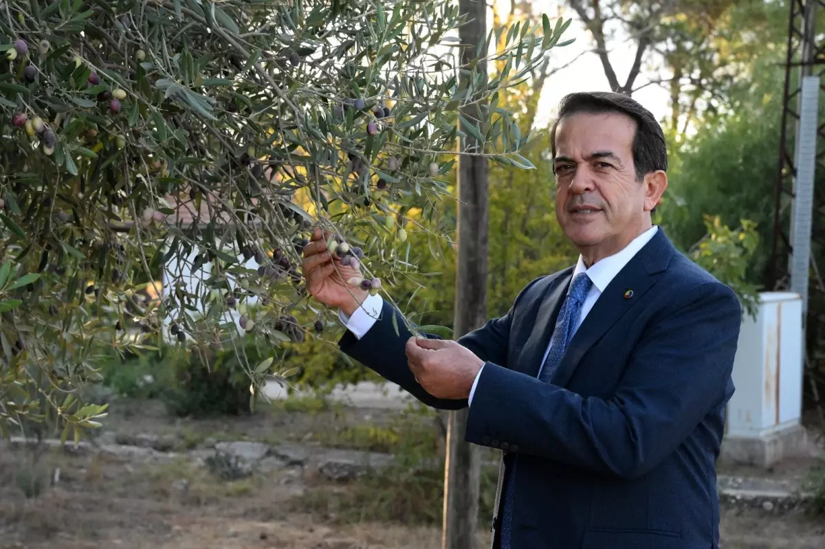 zeytinparkta asirlik zeytin agaclarindan 70 kilogram zeytin bekleniyor PegVgdmD