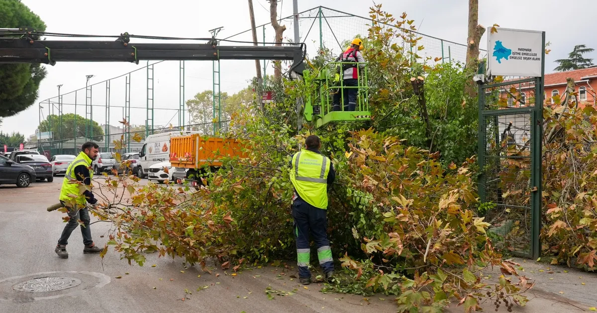istanbul maltepede budama zamani gmrdviVa.webp