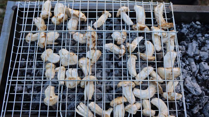 kilosu etle yarisiyor japonlarin gozdesi sedir mantari cikti Y4XcJ2PA.jpg