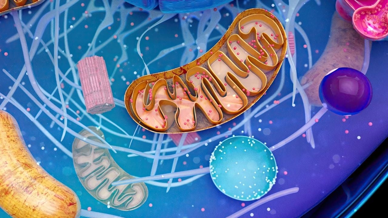 Mitokondrilerinizi destekleyerek uzun ömürlülüğün kapılarını aralayın