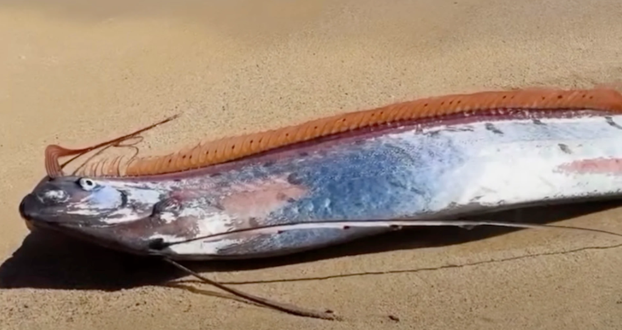 ‘Kıyamet Balığı’ Sahile Vurdu: Felaket Uyarısı mı?