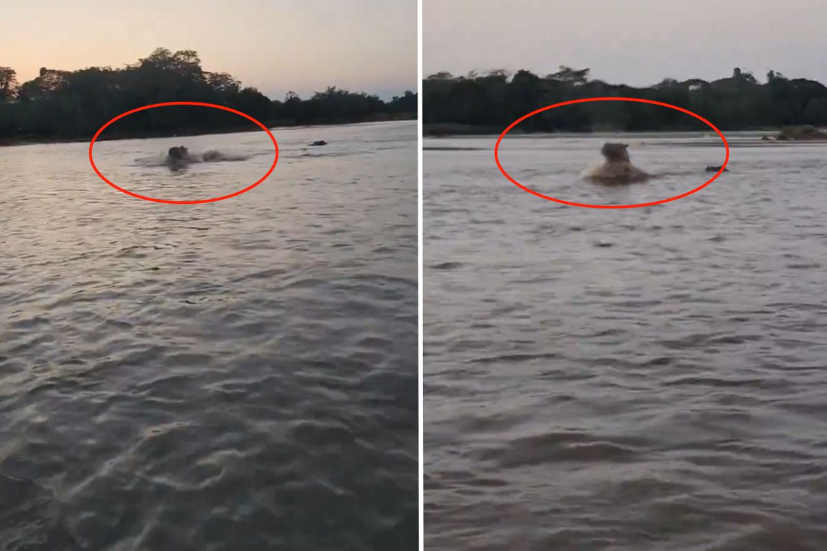 Kolombiya’da Pablo Escobar’ın Hipopotamları İçin Avlanma Kararı Alındı