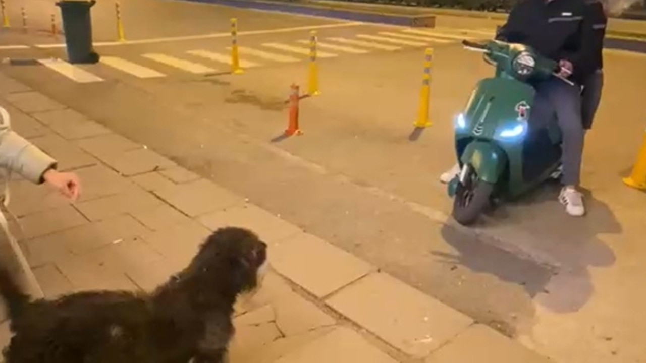 Motosiklet Aşıkları: Sokak Köpeğinin Eğlenceli Anları